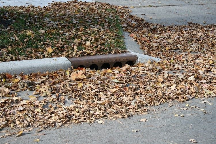 Catch basin covered in leaves and branches